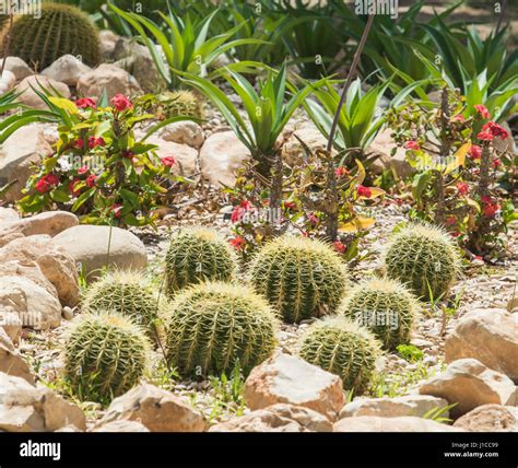 Barrel Cactus Plants Echinocactus In An Ornamental Arid Desert Garden