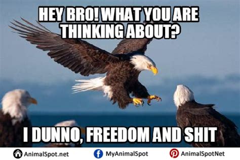 Images Of Bald Eagle Memes Military Life Quotes Funny Picture Quotes Military Jokes