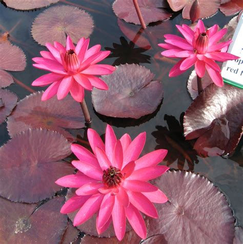 Nymphaea ‘red Flare Wallis Creek Watergarden