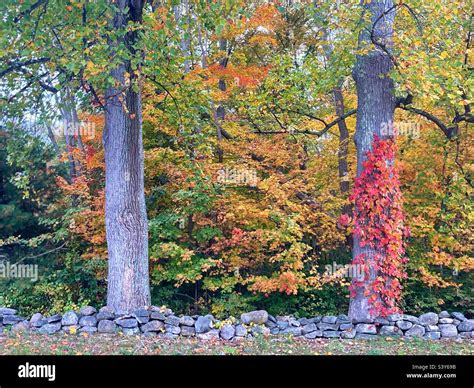 New England Rock Wall In Connecticut With Fall Foliage Trees As Autumn