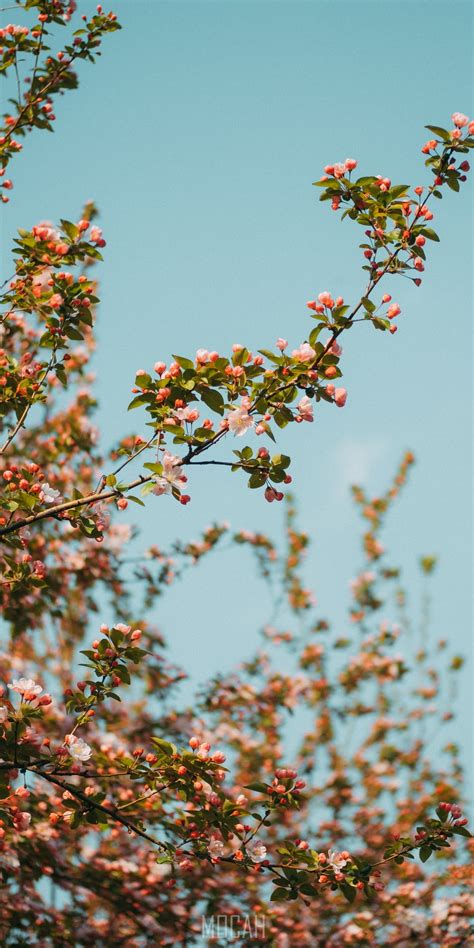 Tree Plant Flower Branch Spring Huawei Enjoy 7s Screensaver