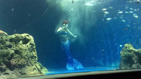 Odysea Aquarium Mermaid Youtube