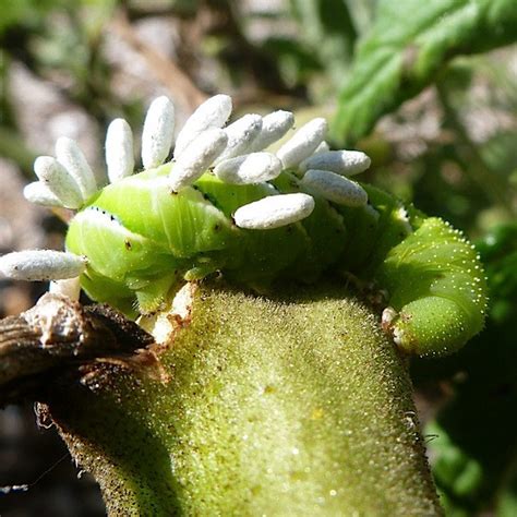 Yes, as long as you have lots of. Pest: Hornworm Caterpillar - Vermont Organic Farm | Cedar ...