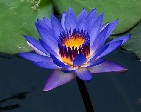 Blue Water Lily The National Flower Of Srilanka