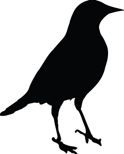 Black Bird Bird Png