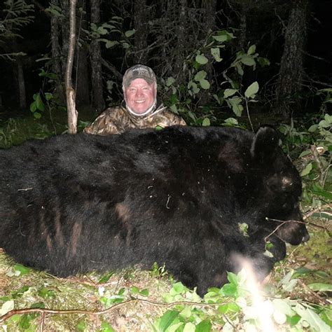 Black Bear Hunt In Newfoundland