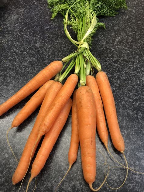 Bunch Carrots