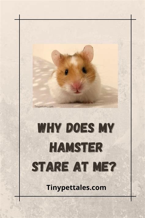 Why Does My Hamster Stare At Me This Is What You Must Know Hamster