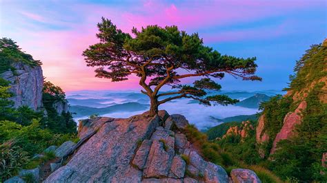 Pine Tree At Daedunsan South Korea Landscape Clouds Colors Sky