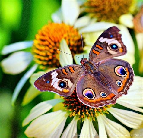 Common Buckeye Butterfly Junonia Coenia By Lhg11 1 Million Views