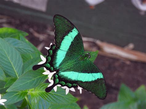 Papilio Palinurus Aka Emerald Swallowtail Butterfly Wonder Flickr