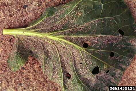 Cabbage Aphid Brevicoryne Brassicae