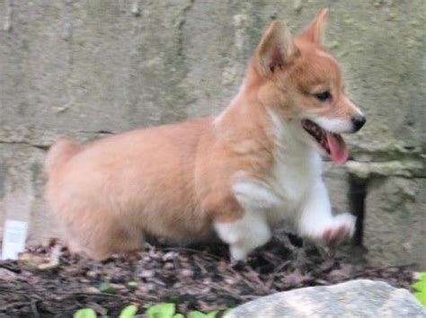 Collection by shirley tinker • last updated 4 days ago. Pembroke Welsh Corgi Puppies For Sale | Clayton, NC #245214