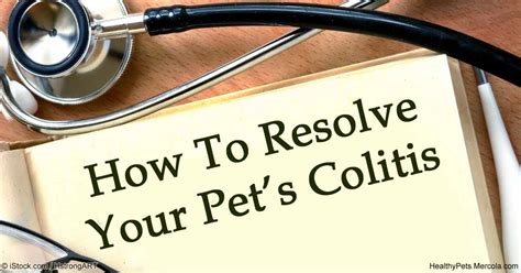 With balanced nutrition and easy digestion in mind, this dry dog food's main ingredient is salmon. Colitis in Pets: Causes, Symptoms and Treatments
