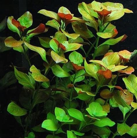 Ludwigia Repens Freshwater Aquatic Live Plants Super Etsy
