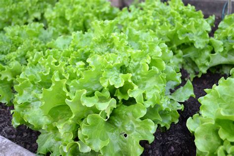 Free Images Food Harvest Produce Lettuce Plants Vegetables