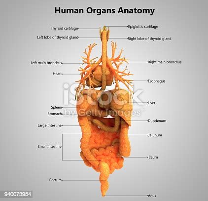 It is composed of numerous ascending and descending tracts, and has cervical and lumbar enlargements. Human Body Organs Label Design Anatomy Stock Photo & More ...