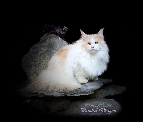 Solid pattern cats, they may be white, black, blue and red; Maine Coon Cat Personality, Characteristics and Pictures ...