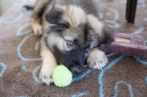 Where To Find American Alsatian Puppies For Sale Dogable American