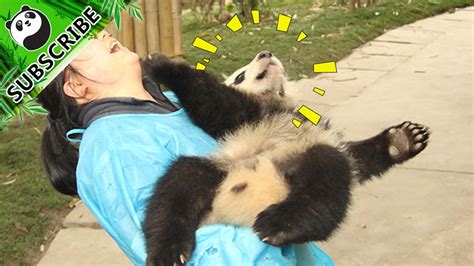 【panda Countdown】the Reasons Of Why You Should Love Pandas Ipanda Youtube