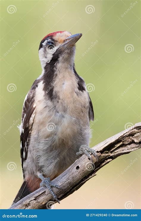 Syrian Woodpecker Dendrocopos Syriacus A Bird Sits On A Dry Branch
