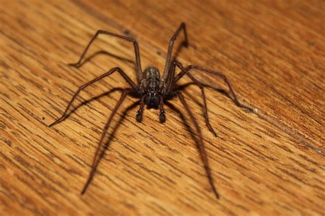 Common House Spider 7 Legs Flickr Photo Sharing