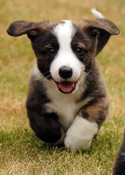 Pembroke & cardigan welsh corgi breeders in kansas. Cardigan Welsh Corgi Puppies, Cute Dog Pictures, Dog Photos