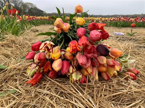 Wicked Tulips Flower Farm Localharvest