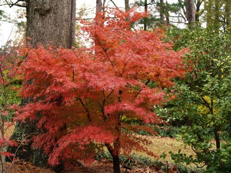 Color Your Landscape Every Fall East Texas Gardening