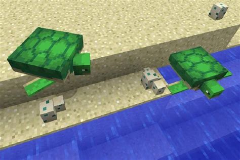 How To Tame A Sea Turtle In Minecraft