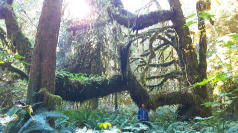 Most Magnificent Old Growth Forest In Canada Found On