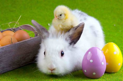 Happy Easter Bunny Hd Wallpapers Hd Wallpapers