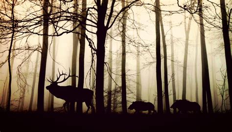 Forest Fog Wild Boars Nature Animals Trees Clean Public Domain