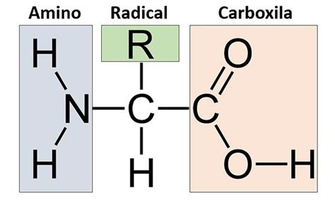 Aminoácidos O Que São Estrutura E Tipos Toda Matéria