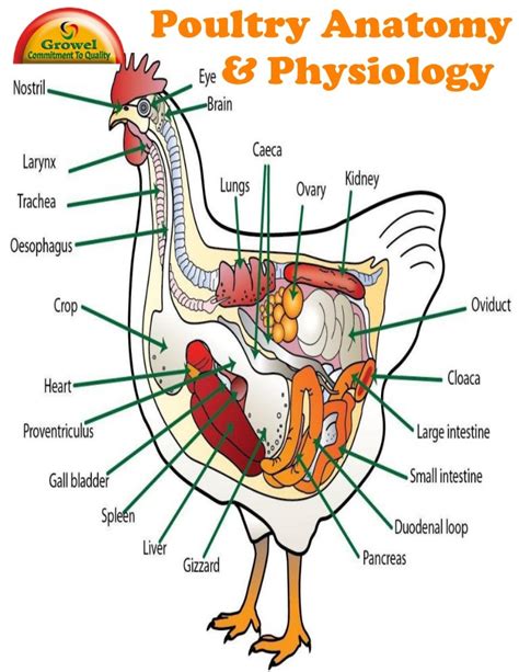 Chicken Anatomy And Physiology