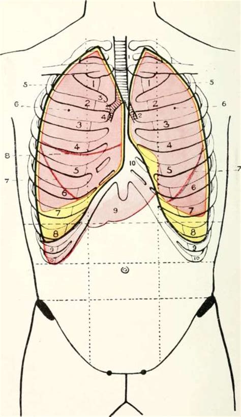 The lungs are guarded by the rib cage, and they are located right above the diaphragm. The Pleura And Lungs