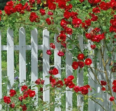 8x10 Image New England Red Roses And Picket Fence Red Climbing Roses