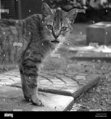 Stray Animals Black And White Stock Photos And Images Alamy