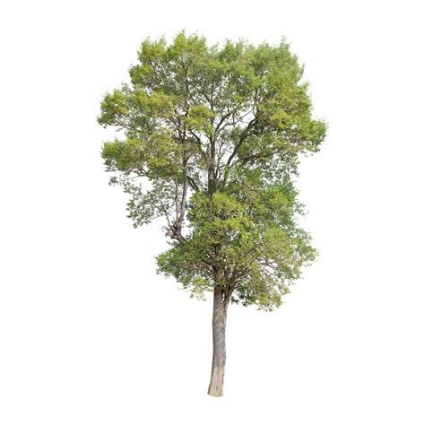Drzewo Zielony Odosobniony Darmowe Zdjęcie Na Pixabay Pixabay
