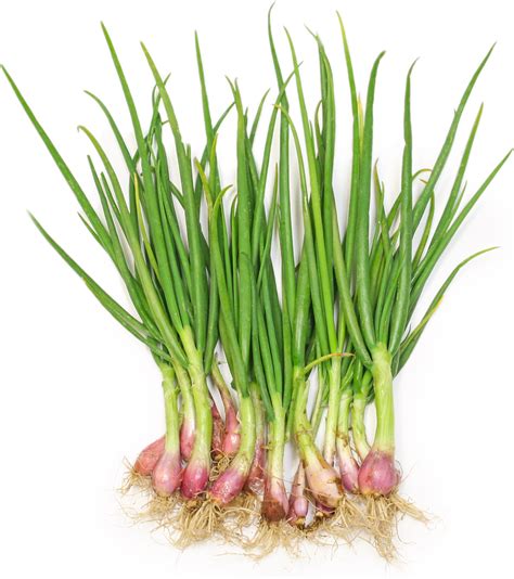 Shallot Shoots Information And Facts