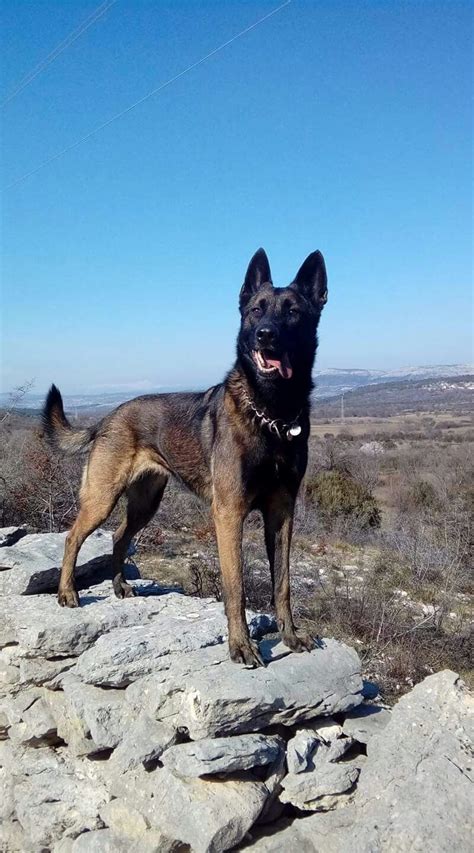 Maybe you would like to learn more about one of these? Pin by Christina Knepper on Mals | Malinois dog, Belgian ...
