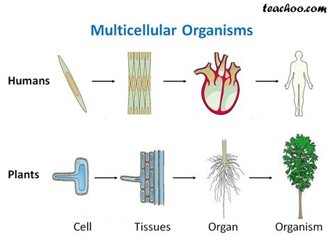 Multicellular organisms can be much larger and more complex. Multicellular and Unicellular Organisms - Differences and ...