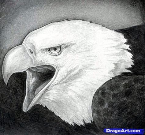 How To Draw A Bald Eagle Step By Step Birds Animals Free Deer