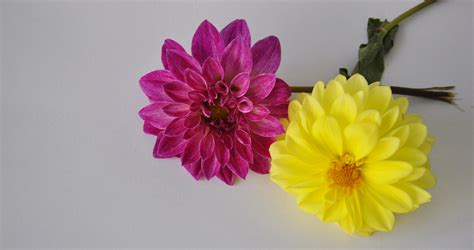 Free Photo Two Beautiful Flowers Artistic Petal Hibiscus Free