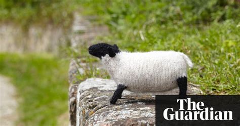 super woolly animals  pictures life  style  guardian