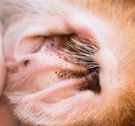 3 Best Home Remedies For Ear Mites In Dogs And How To Makeuse Them