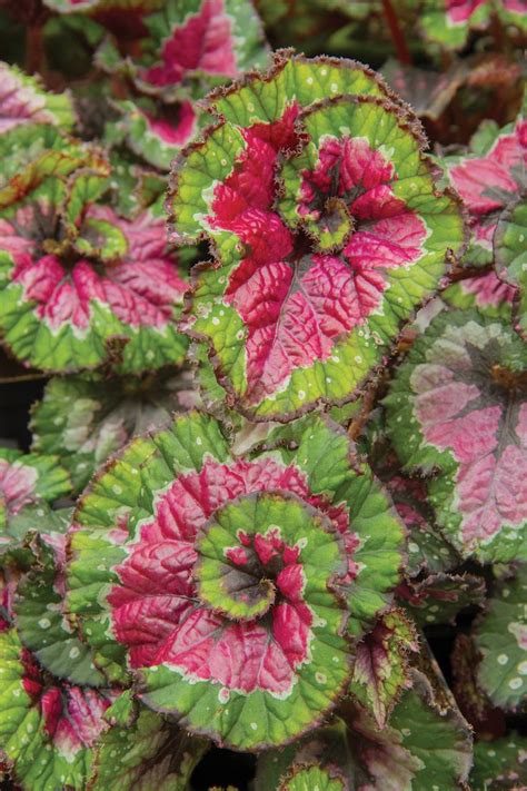 Begonias How To Grow And Care For Begonia Plants