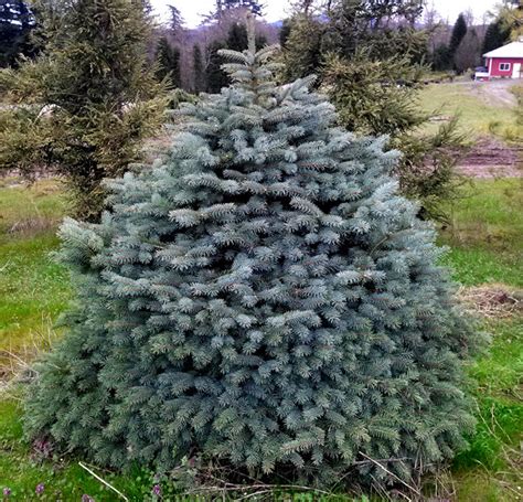Picea Pungens Sabines Dwarf Blue Spruce Kigi Nursery