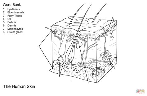 11,023 unique pictures of human skin. Human Skin Anatomy Worksheet coloring page | Free Printable Coloring Pages