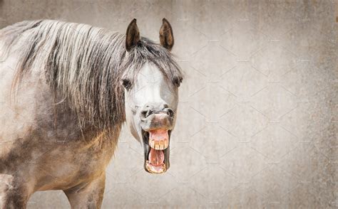 Funny Horse Face With Open Mouthed High Quality Animal Stock Photos